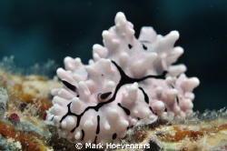 Krempf's Phyillidiopsis by Mark Hoevenaars 